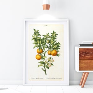 Bittere zoete sinaasappel Giclee Wall Art Print, vintage botanische citrustak illustratie, archiefkwaliteit poster citrusplant #137