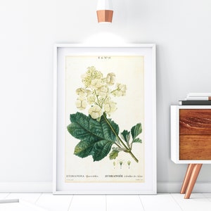 Hydrangea Printable Wall Art, Hydrangea Flower Botanical Illustration, Floral Kitchen Wall Decor, Downloadable Hydrangea Print #107