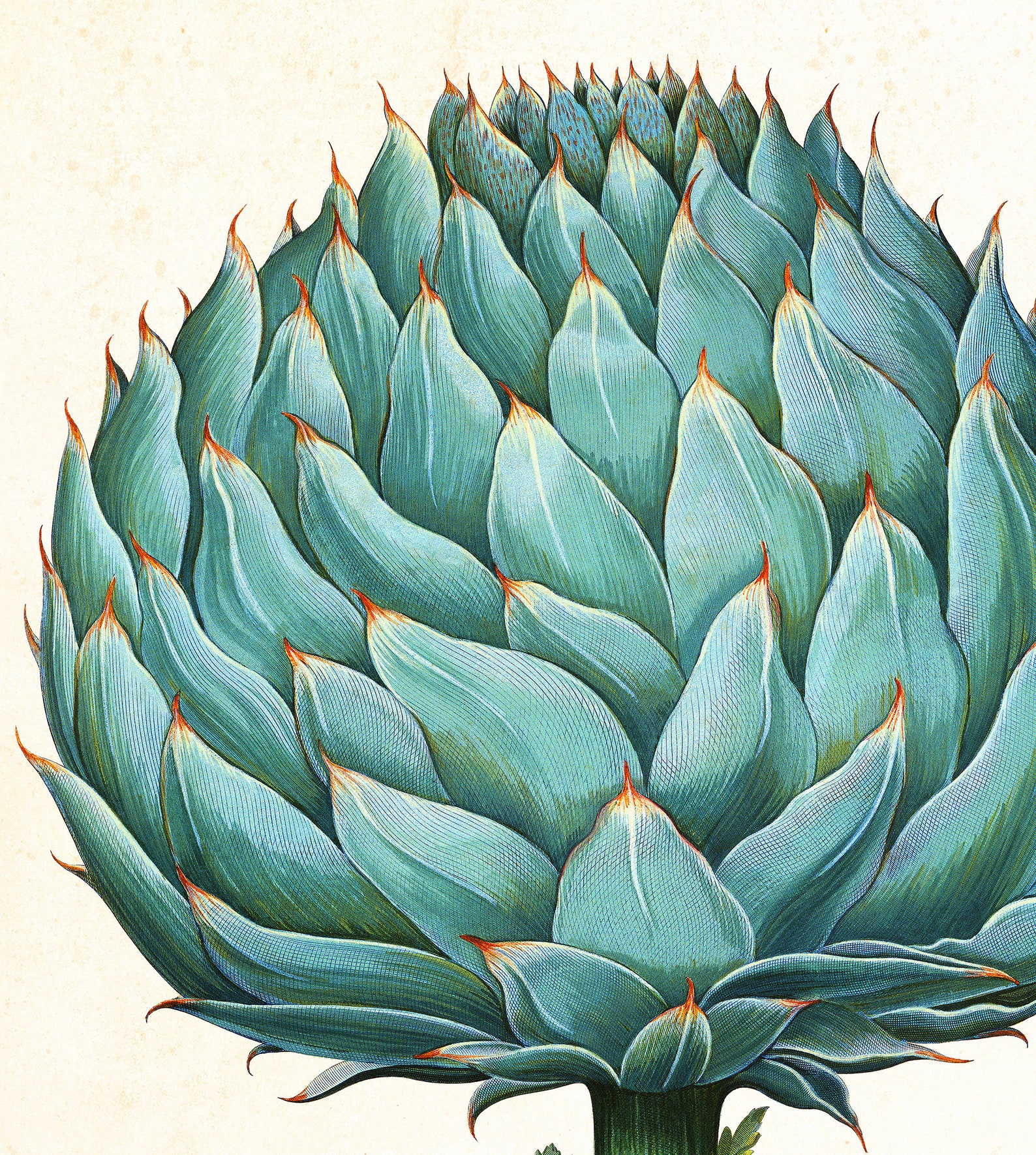 Set of 6 Printable Botanical Wall Art Any 6 Vintage Botanical - Etsy