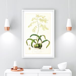 Vintage Orchid Botanical Print: Epidendrum Aromaticum Illustration (Digital Download)