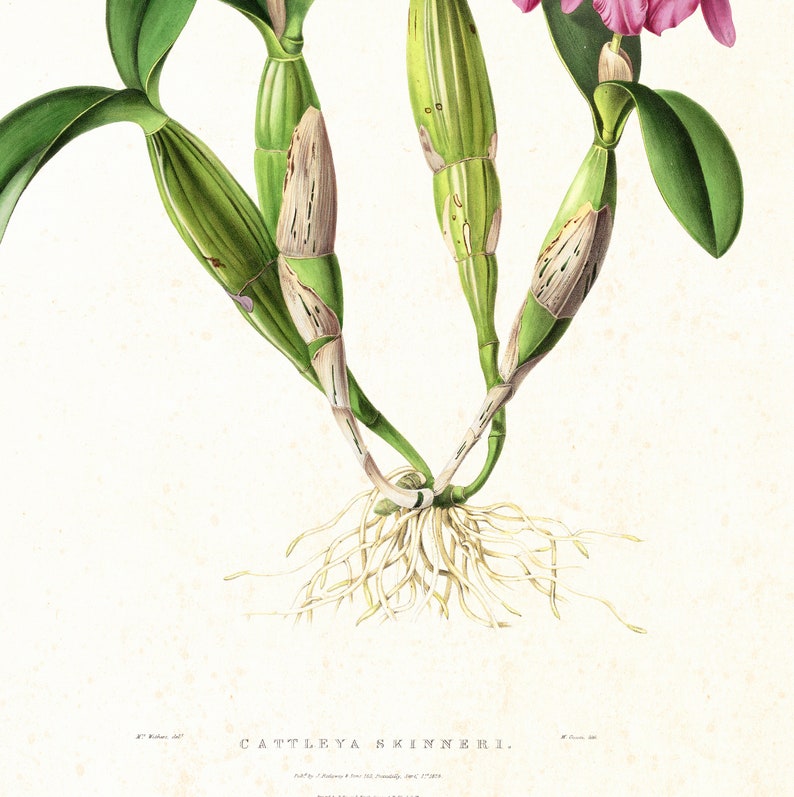 Orchid Printable Wall Art, Vintage Botanical Orchid Flower Illustration ...