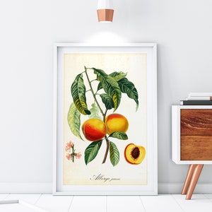 Peach Giclee Art Print, Vintage Botanical Peach Tree Branch Illustration, Kitchen Wall Decor, Archival Quality Fruit Tree Poster #059