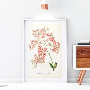 Rosa Orchidee Giclee Art Print, Vintage botanische Orchideenpflanze Illustration, Blumenküche Poster, Archivqualität Orchideenwandkunst #136