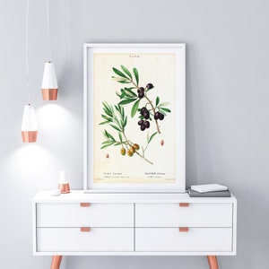 Olive Branch Printable Wall Art, Vintage Botanical Olive Tree Illustration, Greenery Wall Art Poster, Downloadable Olive Tree Print #002