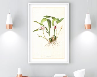 White Pink Orchid Printable Wall Art, Vintage Botanical Flower Illustration, Floral Kitchen Wall Poster, Downloadable Orchid Print #166