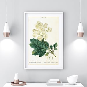 Hydrangea Giclee Art Print, Vintage Botanical Hortensia Flower Illustration, Kitchen Wall Poster, Archival Quality Hydrangea Print #107