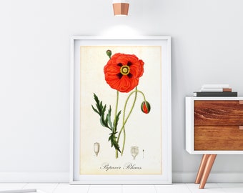 Poppy Giclee Art Print, Vintage Botanical Papaver Illustration, Antique Poppy Painting, Archival Quality Red Floral Poster #057