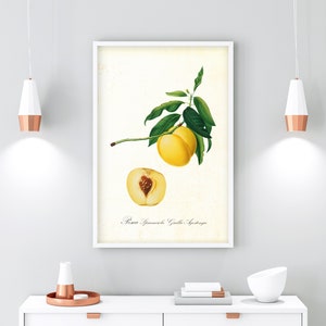 Vintage Apricot Tree Botanical Print: Yellow Peach Kitchen Poster (Digital Download)