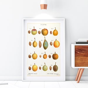 Gelbe Pflaume Giclée Kunstdruck, Vintage botanische Pflaume Obst Diagramm Illustration, Küche Wand Dekor, Obst Diagramm Poster #174