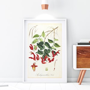 Lápiz labial planta Giclee arte impresión, ilustración de flores rojas botánicas vintage, calidad de archivo Aeschynanthus Peelii cartel de pared #180