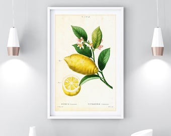 Arte de pared imprimible de cítricos de limón, cartel botánico de frutas cítricas, arte de pared de cocina vintage, descargar impresión de ilustración de limón #013