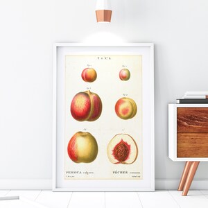 Pfirsich Früchte Giclée Kunstdruck, Vintage botanische Pfirsich Diagramm Illustration, Küche Wand Dekor, Archiv Qualität Obst Diagramm Poster #159