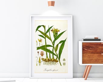 Ginger Giclee Art Print, Vintage Botanical Ginger Plant with Roots Illustration, Spice Kitchen Wall Decor, Archival Ink Herb Poster #117