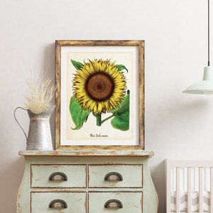 Sonnenblume Giclee Art Print, Vintage Sonnenblume Pflanze Illustration Poster, Florales Wohndekor, Archival Qualität Blumendruck #079
