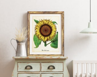 Sunflower Giclee Art Print, Vintage Botanical Sunflower Plant Illustration Poster, Floral Home Decor, Archival Quality Flower Print #079