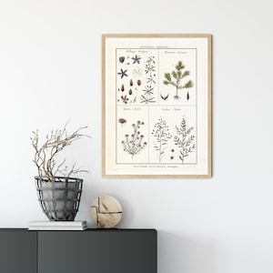 Arte de pared imprimible de plantas y árboles, gráfico de ilustración botánica vintage, póster de arte de cocina, impresión de hierbas descargable #129
