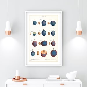 Pflaume Früchte druckbare Wandkunst, Vintage botanische Pflaumen-Diagramm-Illustration, Küche-Wand-Dekor, herunterladbares Obst-Diagramm-Poster #171