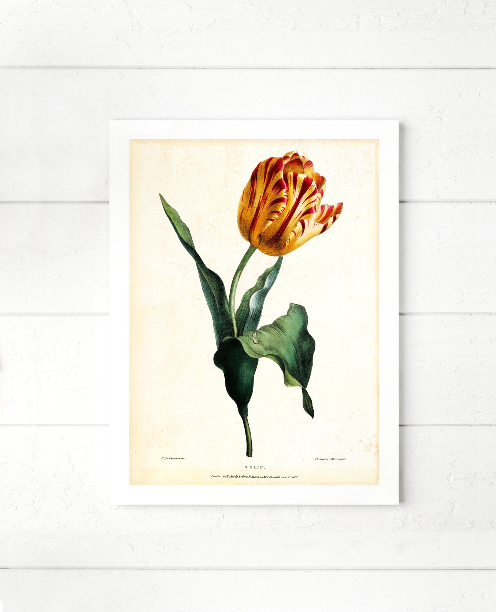 Tulip Giclee Wall Art Print Vintage Botanical Tulip Flower Etsy UK