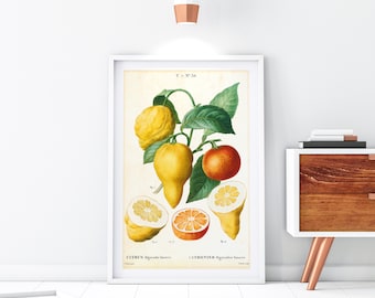 Bitterorange Giclee Art Print, Vintage Botanische Zitrusfrucht Illustration, Archival Quality Kitchen Poster #010