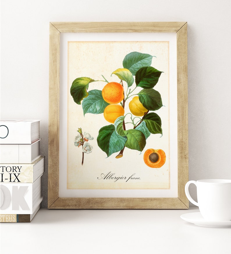 Apricot Giclee Art Print Vintage Botanical Apricot Tree - Etsy