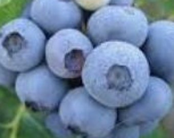 RARE European BLUEBERRY Bilberry SEEDS -Low Bush , Sweet delicious Powerfood- Fresh harvested in our Usa farm- Same day shipping !