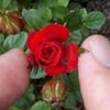 RARE-MINIATURE ROSE Red Flower Plant Tree- 3,10,20 or 30 Seeds ...
