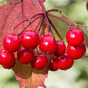 RARE Giant CRAMBERRY FRUIT 10 or 60 Seeds -Plant Tree Combined shipping Discount ( Pay shipping just for the first item) - Usa Seller