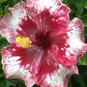 RARE-White-Red Giant Hibiscus-Gorgeous Flower-Can grow Indoors in a pot or Out-2, 5 or 10 SEEDS + instructions-Fresh Harvested-Ships Fast D