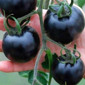 RARE  Black TOMATO  3, 10 or 20  seeds  - Combined Shipping ( Pay shipping just for the first item )  -Usa Seller