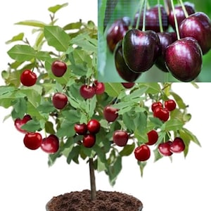 May include: A small cherry tree in a black pot with red cherries growing on the branches. The tree is about 1 foot tall. A close-up of the cherries shows dark red, almost black, cherries.