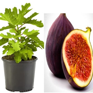 RARE Dwarf Fig Tree (Ficus carica) 3,10. 30 or 100 SEEDS Dwarf Rare (combined Shipping Discount )