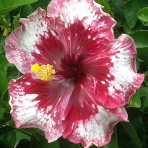 RARE-White-Red Giant Hibiscus-Gorgeous Flower-Can grow Indoors in a pot or Out-2, 5 or 10 SEEDS + instructions-Fresh Harvested-Ships Fast D