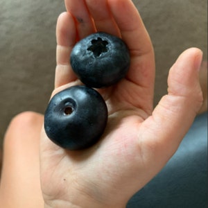 RARE Giant Titan BLUEBERRIES 3,10.40 ,100 0r 200 SEEDS-Very Sweet & Powerfood(Fresh harvested in our Usa Farm) Combined shipping Discount Us
