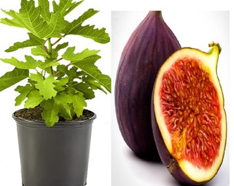 RARE Dwarf Fig Tree (Ficus carica) 3,10. 30 or 100 SEEDS Dwarf Rare (combined Shipping Discount )