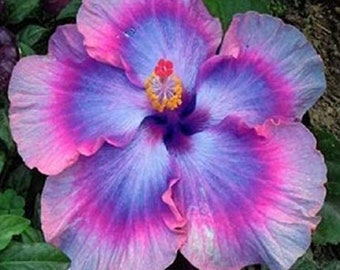 RARE Pink & Purple Giant HIBISCUS-Gorgeous ( 2,6 or 10 SEEDS) -Fresh Harvested in our Usa farm-Ships same day ! Flat shipping discount