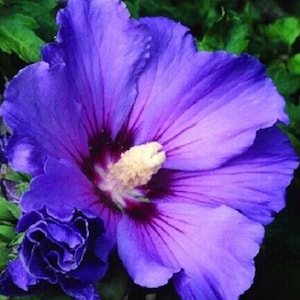 RARE  Purple Giant HIBISCUS-Gorgeous ( 2,6 or 10 SEEDS) -Fresh Harvested in our Usa farm-Ships same day ! Flat shipping discount
