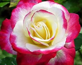 RARE Moonlight Pink ROSE flower tree Bush 5 ,10 or 20 Seeds (No plant) -Combined shipping (Pay shipping only for the first item) -Usa Seller