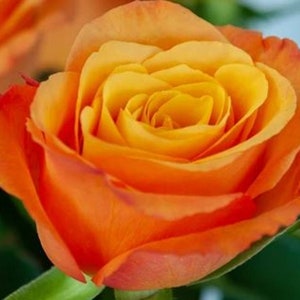 RARE ORANGE ROSE flower tree Bush (5,10 or 20 Seeds) (No plant) -Combined shipping (Pay shipping only for the first item) -Usa Seller