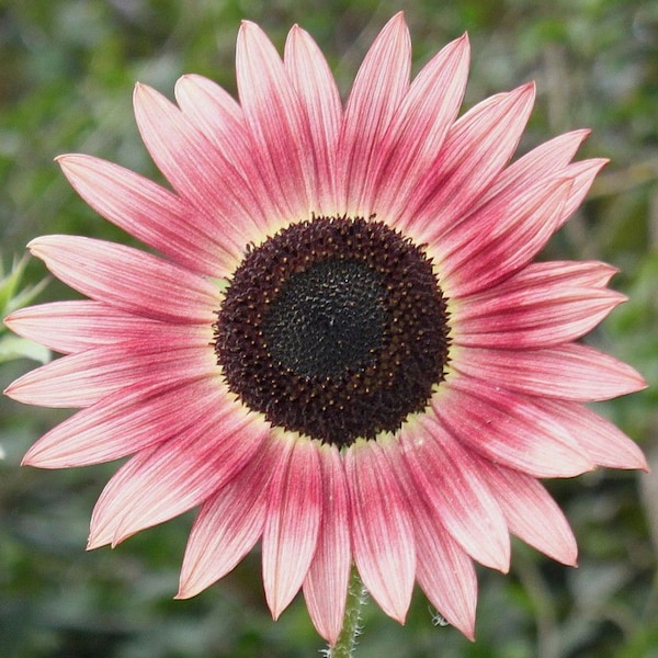 Midnight Oil Pink Sunflower Seeds Etsy
