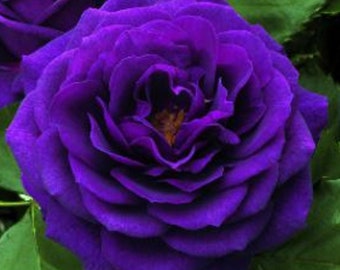 Rare Dark Purple  ROSE Flower tree plant 3, 10, 20 or 30 Seeds -Combined shipping Discount (Pay shipping only for the first item) Usa Seller