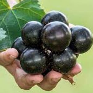 RARE Muscadine Giant GRAPES -The largest Grapes we've Seen! Sweet & Delicious (2,10,20,30 SEEDS) Fresh Harvested Usa-Fast Same day shipping