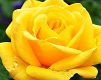 v RARE YELLOW  ROSE flower tree Bush (3, 10 or 20 )Seeds (No plant) -Combined shipping (Pay shipping only for the first item) -Usa Seller