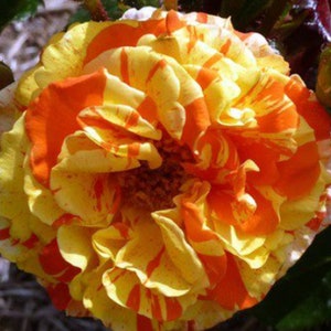 RARE- Desert ROSE Triple Crown(Adenium Obesum )Mixed Colors -Grow Indoors or out 2,5 0r 10 SEEDS-Gorgeous Flower Plant-Same day shipping Usa