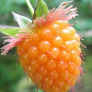 RARE Salmonberry (Golden Raspberry)-Grow indoors in a Pot or Out -Very Sweet & Powerfood -5, 20,50 or 100 SEEDS-Next day shipping