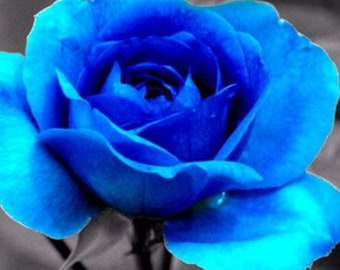 RARE Ghost Blue ROSE flower tree Bush (3,10, 20 or 30 Seeds) (No plant) -Combined shipping (Pay shipping only for the first item) Usa Seller