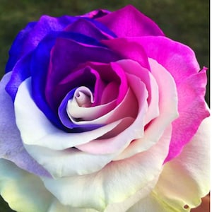 RARE Multi-Color ROSE flower SEEDS -Gorgeous and aromatic flower plant - Combined shipping discount- Same day shipping from the Usa !