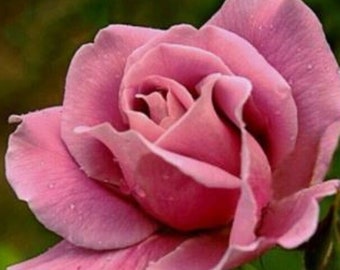 RARE English Pink ROSE flower tree Bush (3, 10, 20 or 30 )SEEDS (No plant) Combined shipping (Pay shipping only for the first item) Usa Sell