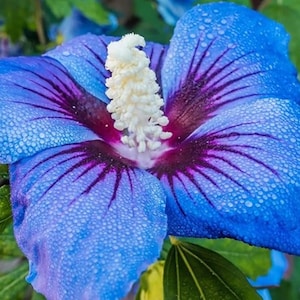 RARE-Blue Giant Hibiscus-Gorgeous Flower-Can grow Indoors in a pot or Out-2, 5 or 10 SEEDS + instructions-Fresh Harvested-Ships FastD