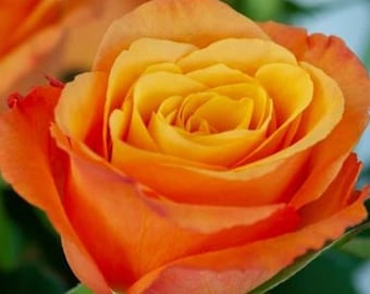 RARE ORANGE ROSE flower tree Bush (5,10 or 20 Seeds) (No plant) -Combined shipping (Pay shipping only for the first item) -Usa Seller