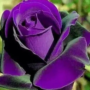 RARE Purple Dragon ROSE flower tree Bush (2,10, 20 or 30 Seeds (No plant) -Combined shipping  (Pay shipping only for the first item) -Usa